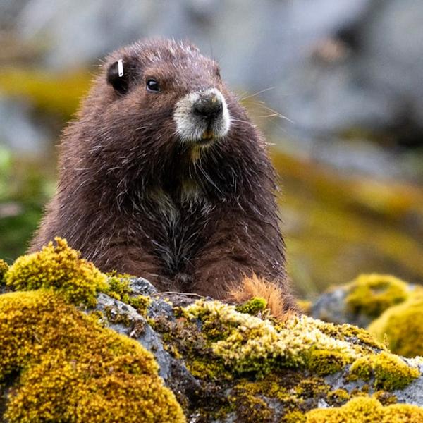A Vancouver Island marmot in a mountain landscape