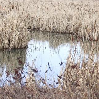 Image of marsh