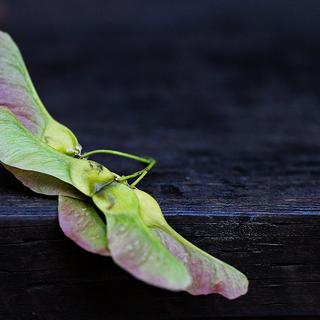 maple seeds