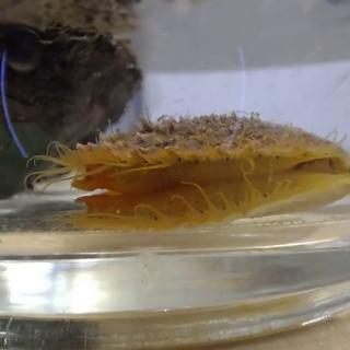 A yellow and tan scallop sits in the bottom of a bowl filled with water.
