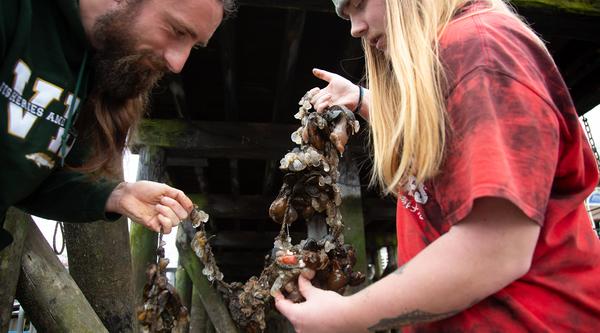 Two students hold up a piece of kelp covered with mussels and eggs