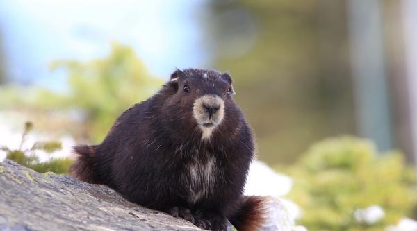 An brown Vancouver Island marmot sits on a grey rock with some green bushes around it.