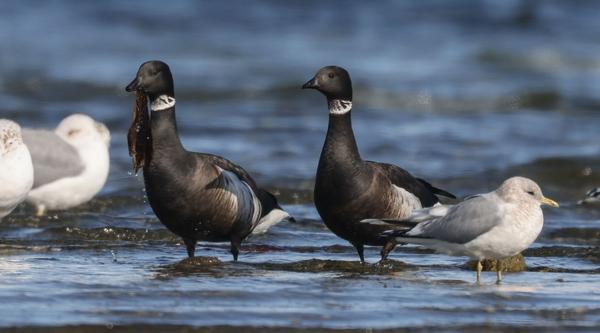 Two Brant gees walk along the shoreline of a beach.