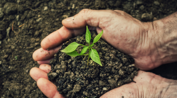 a pair of hands holding a handful of dirt with a small green sprout in the middle of it