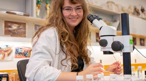 Genevieve van der Voort examines insect samples with a microscope.