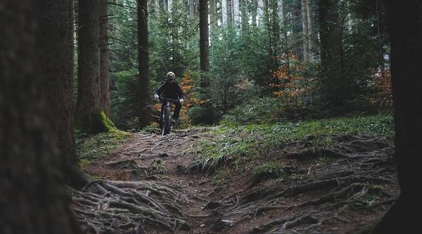 A mountain biker navigates a rooty trail in the forest