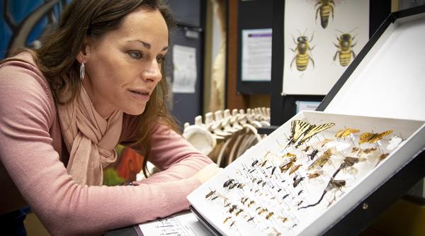 Dr. Jasmine Janes, a VIU Biology Professor, examines some of the insect specimens at the VIU Museum of Natural History. 