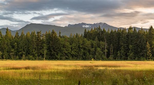 A wetland with low yellow and light green grass with trees and a mountain range in the background.