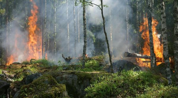 A forest fire
