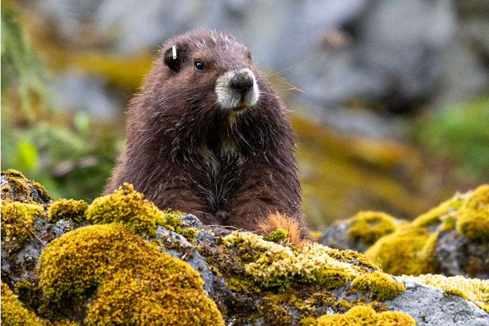 A Vancouver Island marmot in a mountain landscape