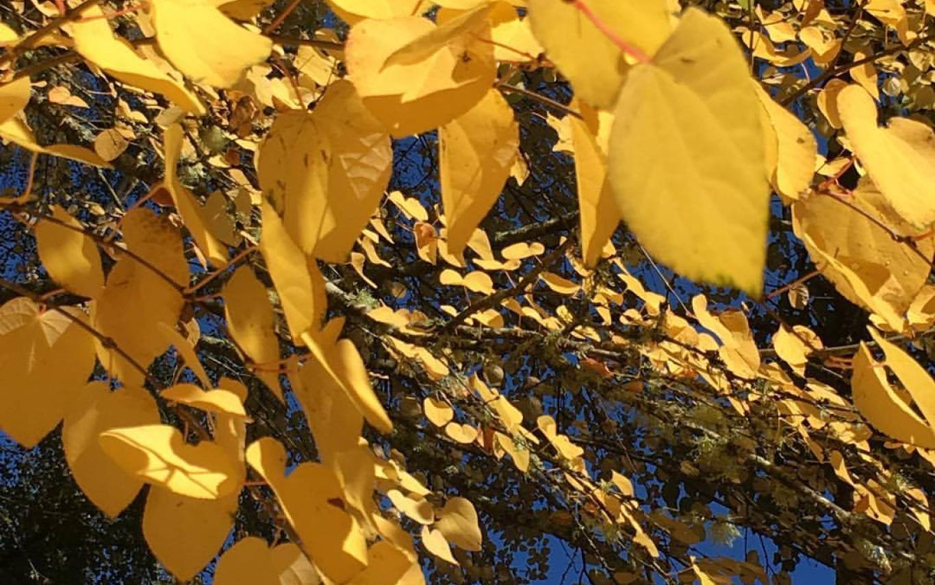 Yellow Katsura leaves on a tree