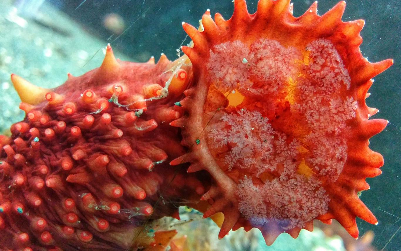 An orange sea cucumber in one of Deep Bay's touch tanks