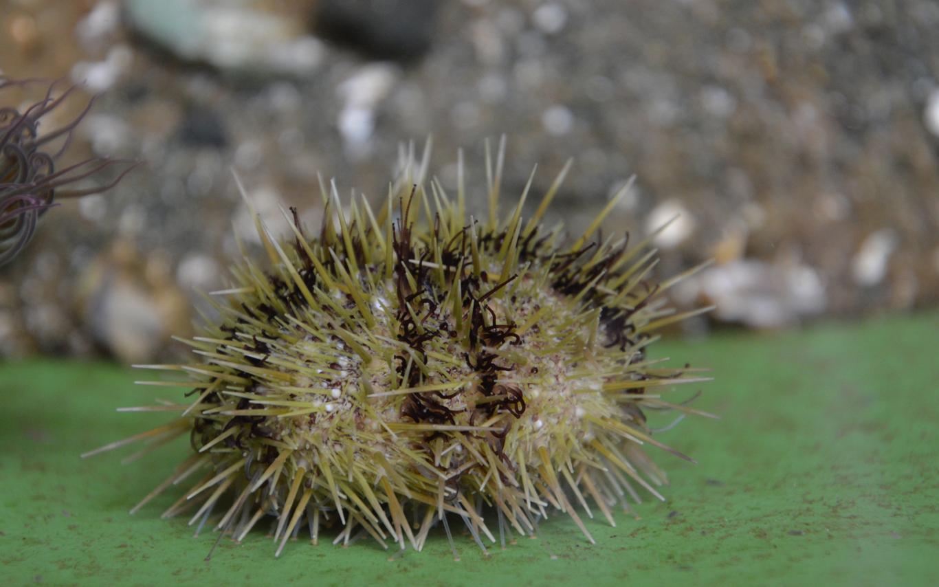 A sea urchin with brown stripes and green spikes.