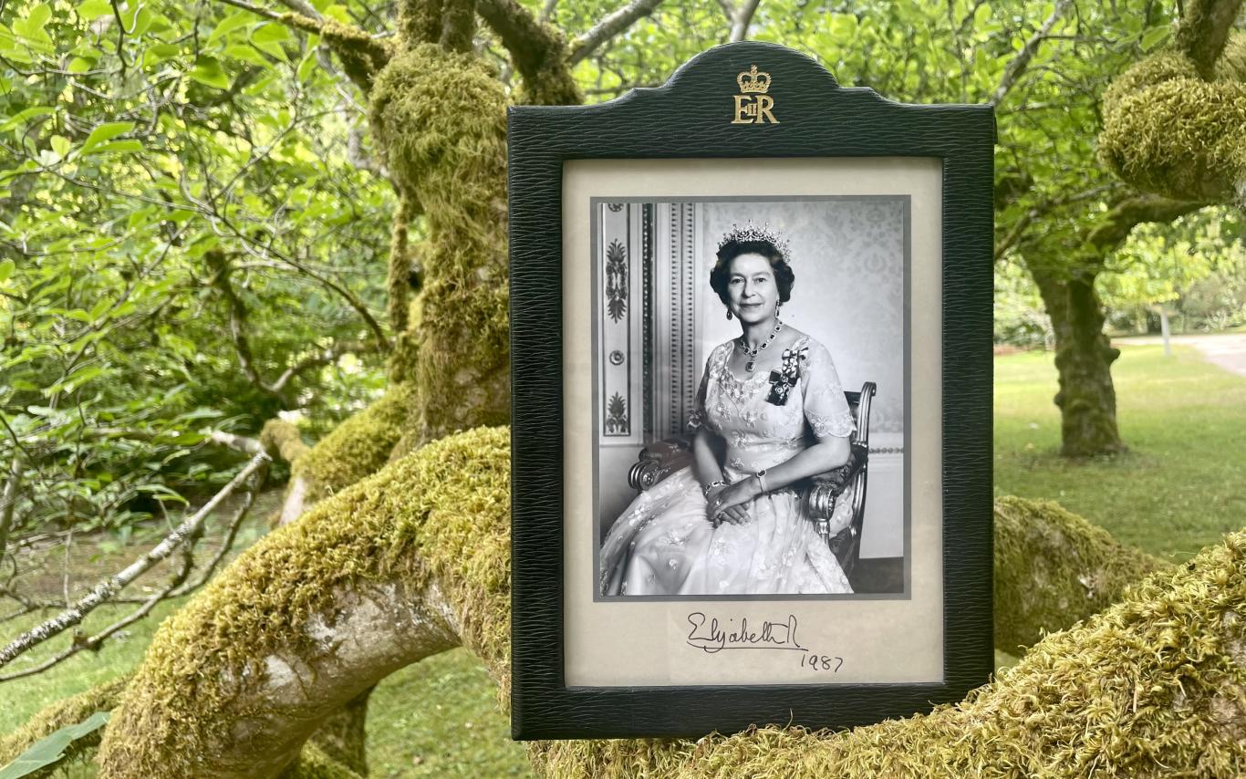 Signed portrait of Queen Elizabeth on a tree branch