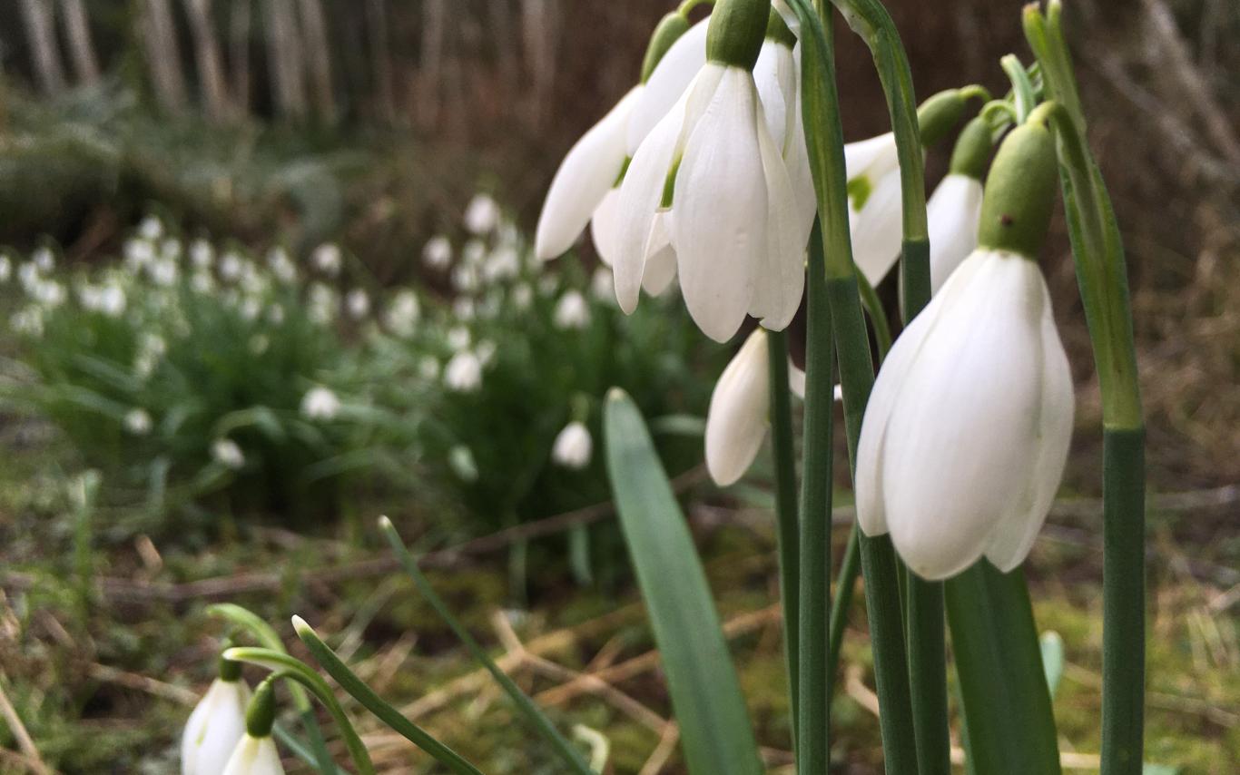 A bundle of white snowdrops are starting to bloom at Milner Gardens & Woodland